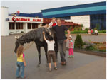 horse